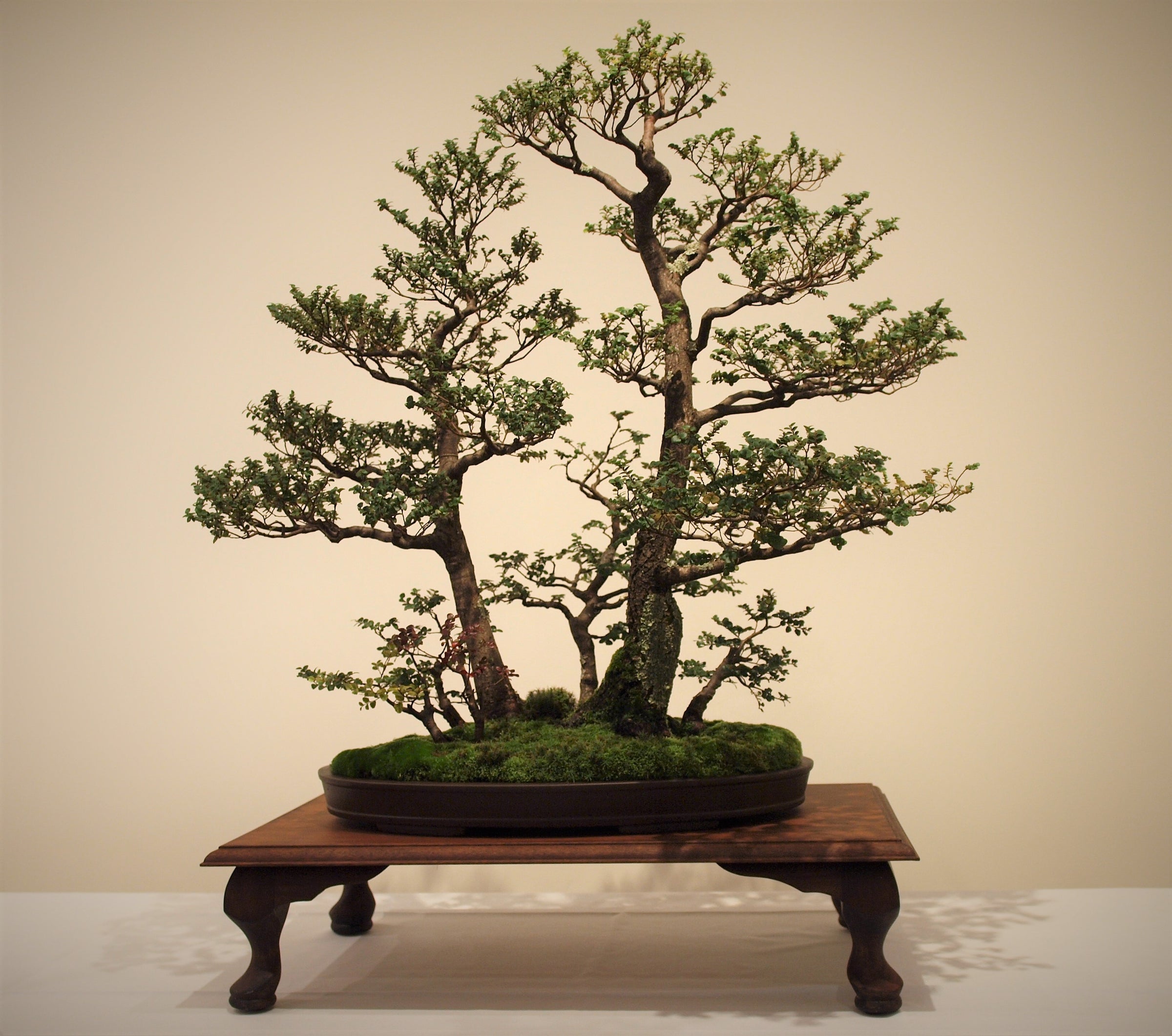 japanisches bonsai werkzeug Satsuki-Schere